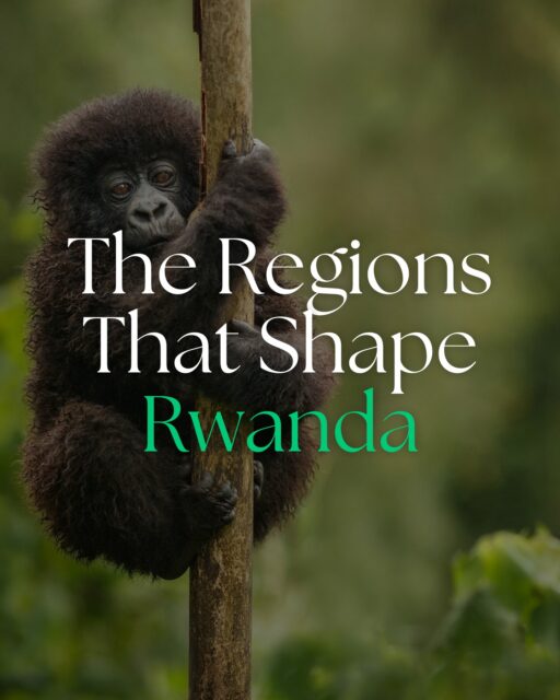 The Regions That Shape Rwanda

Rwanda offers a highly refined travel experience, where a small number of distinct regions come together to deliver depth, contrast and consistency within a compact geography. The value lies not just in what each region offers, but in how they combine to create a seamless, high-impact journey.

■ Volcanoes National Park — One of the most exclusive wildlife regions in Africa, defined by limited gorilla trekking permits and high-altitude rainforest. A premium, high-demand experience that anchors Rwanda at the top end of the market.

■ Akagera National Park — A fully restored Big Five safari environment, offering a classic game-viewing experience within a controlled, accessible landscape. Provides contrast to gorilla trekking and broadens the overall itinerary.

■ Nyungwe Forest National Park — An ancient rainforest with chimpanzee tracking and immersive forest experiences. Adds depth and differentiation, particularly for clients seeking more than a traditional safari.

■ Lake Kivu — A lakeside region that introduces space, pace and recovery between more intensive experiences. Important for balancing itineraries and extending length of stay.

■ Kigali — A clean, progressive capital that provides cultural grounding and a strong sense of place. Sets the tone on arrival and departure, reinforcing Rwanda’s positioning as a premium destination.

For advisors, Rwanda’s strength is in its structure — a destination where each region plays a clear role, allowing for well-paced, high-value journeys without unnecessary complexity.

#RwandaTravel #LuxurySafari #AfricaTravel #TravelAdvisors #dmc
