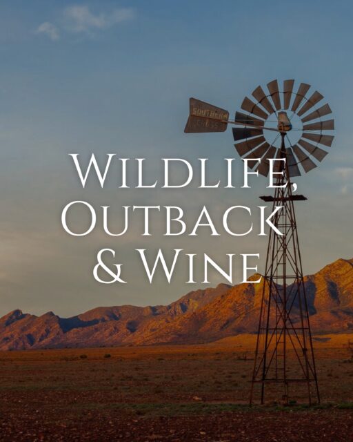 Wildlife. Outback & Wine 🦘🇦🇺
Experience three very different sides of South Australia on this 6-day self-drive journey from Adelaide through the Barossa Valley and into the Flinders Ranges.
🍷 Spend two nights among the vineyards of the Barossa Valley, staying at Barossa Shiraz Estate and experiencing Seppeltsfield’s Centennial Cellar Experience. @barossashirazestate
🏜️ Then journey north as wine country gives way to the ancient landscapes and wide-open skies of the Flinders Ranges, with two nights at Rawnsley Park Station. @rawnsleypark
🦘 Explore the property on the Half Day Station Run Tour before heading out for the Sunset to Chace Tour, combining spectacular Outback views with opportunities to encounter native wildlife as the sun goes down.
✨ Stay in a Luxury Villa overlooking the surrounding ranges — an incredible base for experiencing this part of the Australian Outback.
6 days | 5 nights | From US$2,249 per person
Available to book through @travelanswersgroup
DM for link to the itinerary
#SouthAustralia #FlindersRanges #BarossaValley #AustralianOutback #TravelAustralia